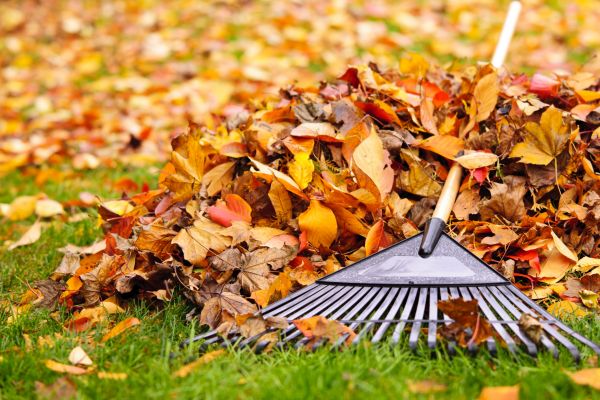 Cost of Leaves Removal in Vacaville