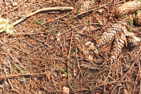 Cost of Pine Needles Removal in Vacaville