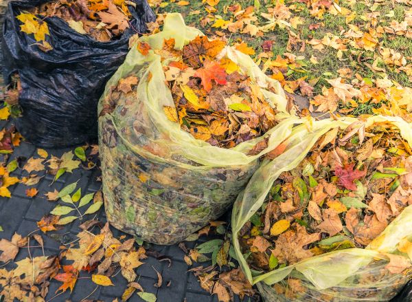 Yard Cleanup Service in Vacaville