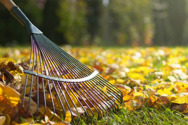 Leaf Raking Service in Vacaville