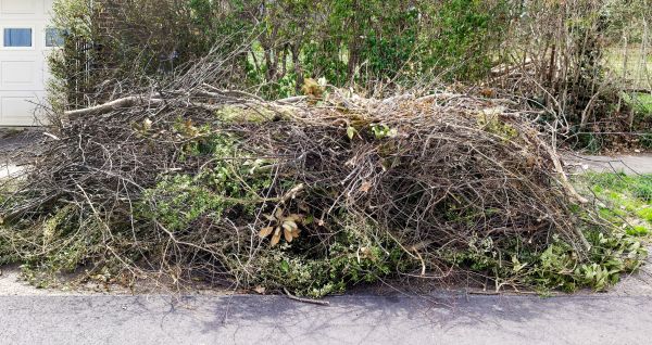 Tree Limb Cleanup in Vacaville
