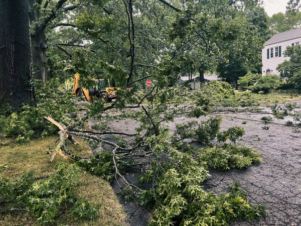 Tree Branch Disposal in Vacaville