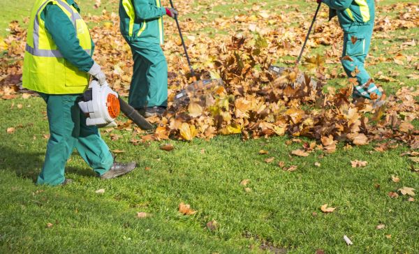 Cost of Leaf Maintenance in Vacaville