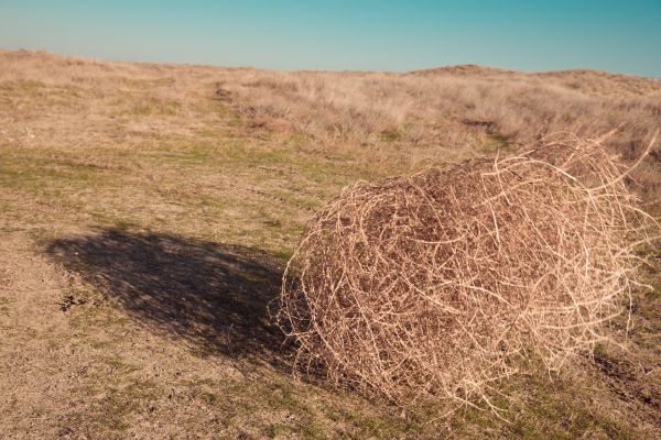 Tumbleweed Removal in Vacaville