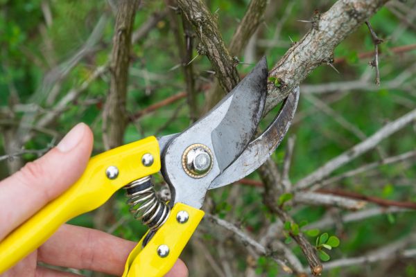 Limbs Removal in Vacaville