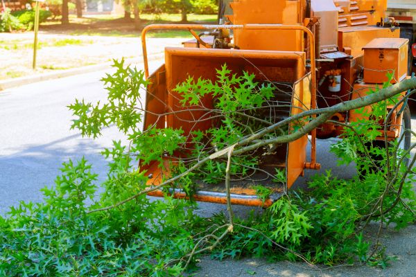 Tree Branches Removal in Vacaville