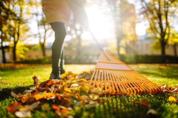 Leaves Raking in Vacaville