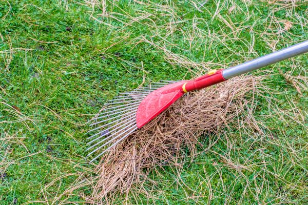 Yard Raking in Vacaville