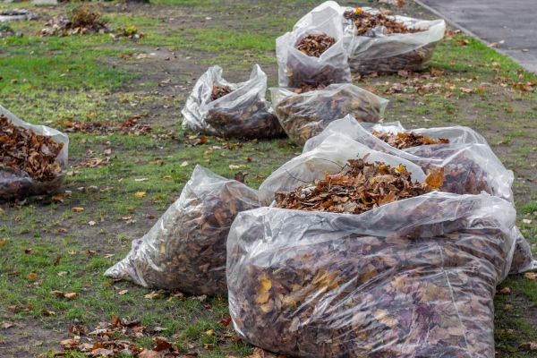 Cost of Leaf Pile Disposal in Vacaville