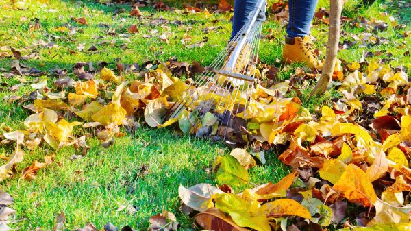 Lawn Cleanup Service in Vacaville