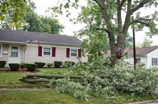 Fallen Branch Removal in Vacaville