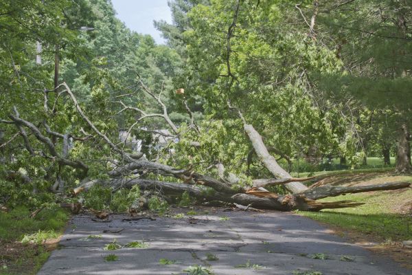 Tree Debris Removal in Vacaville