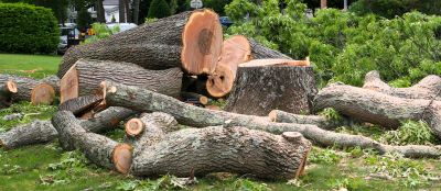 Tree Debris Removal detail