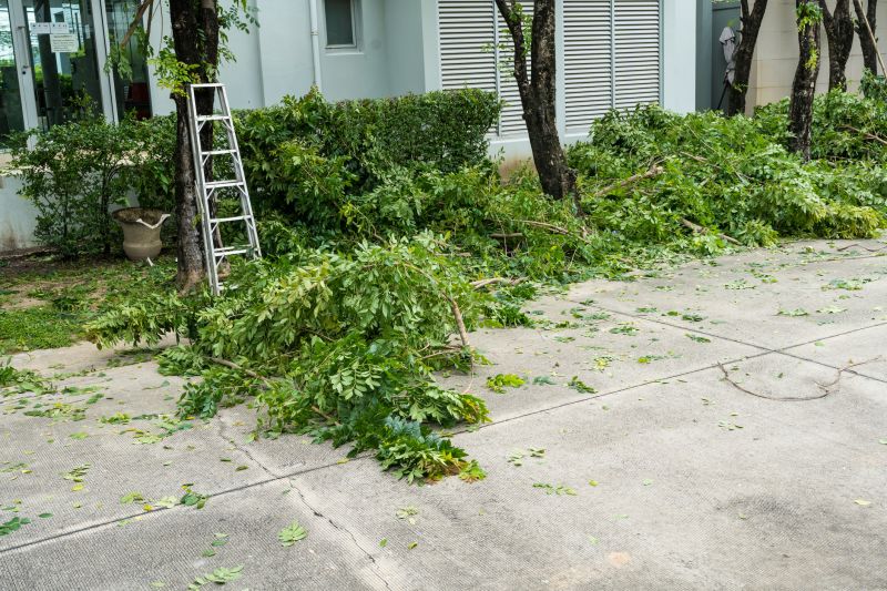 Tree and Brush Removal Services